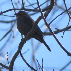 Rusty Blackbird thumbnail 1