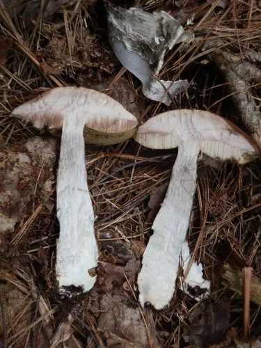 Snell's bolete