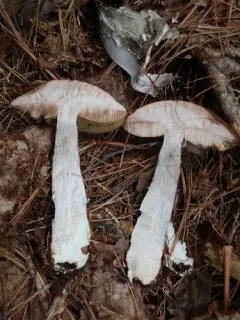 Snell's bolete thumbnail 1