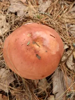 Russula veternosa thumbnail 2