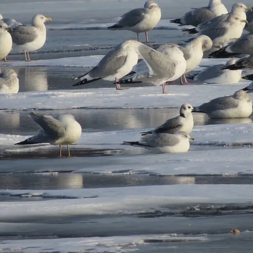 Black-legged Kittiwake