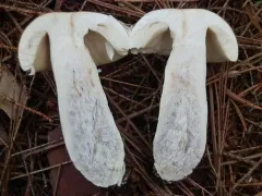 Yellow Swamp Brittlegill thumbnail 1