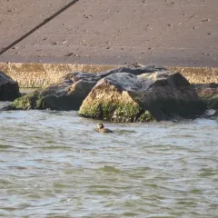 Harlequin Duck thumbnail 4