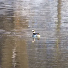 Long-tailed Duck thumbnail 4
