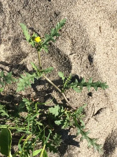 columbia yellow cress