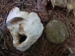 Greasy Green Brittlegill thumbnail 1