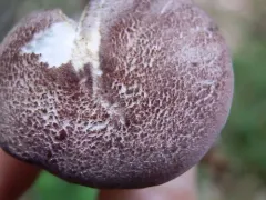 violet pinkgill thumbnail 2