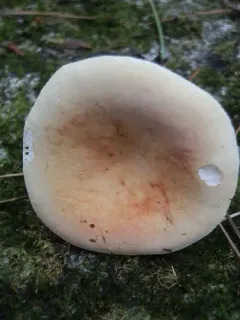 Russula lutea thumbnail 1