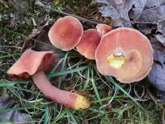 Chalciporus pseudorubinellus thumbnail 1