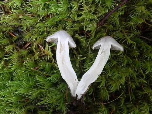 Entoloma lividoalbum