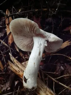 Entoloma subsinuatum thumbnail 1