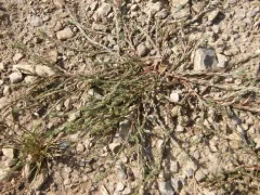 Giant Needleleaf thumbnail 3