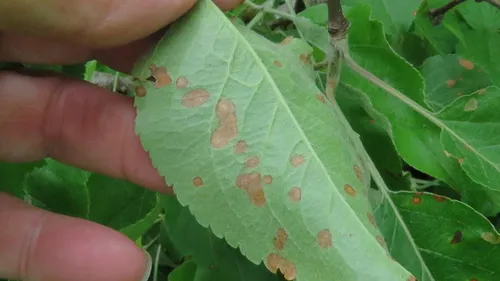 Frogeye Leaf Spot