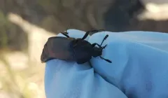 Thanatophilus truncatus thumbnail 3