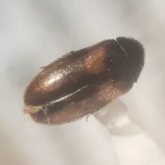 Undertaker Carpet Beetle thumbnail 2