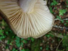 Megacollybia subfurfuracea thumbnail 2