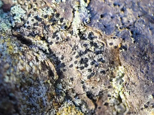 Schaerer's Disc Lichen