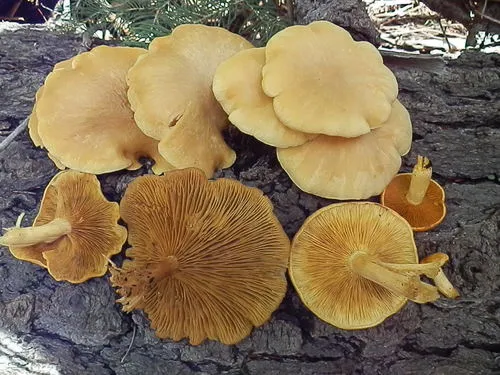 Tricholomopsis sulfureoides