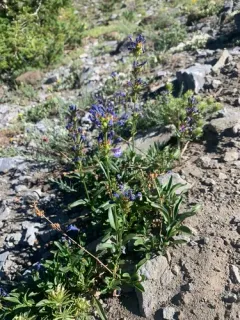 Wallowa Beardtongue thumbnail 3
