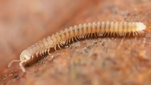 Lamparia bentonensis