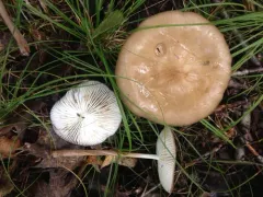 Oudemansiella rubrobrunnescens thumbnail 1