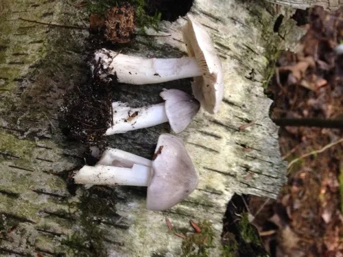 Tricholoma virgatum