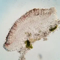 Lecania naegelii thumbnail 1