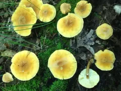 Cystoderma granosum thumbnail 2