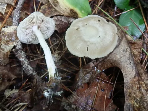 Entoloma niphoides