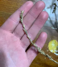 Slender Russian-thistle thumbnail 3