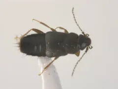 Trichophya pilicornis thumbnail 2