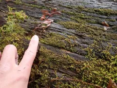 Shady Earwort thumbnail 2
