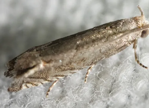 Minute Ragweed Borer
