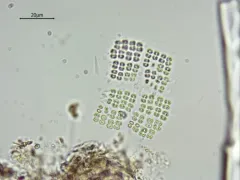 Merismopedia tranquilla thumbnail 3