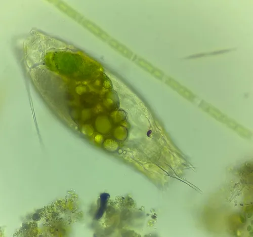 Trichocerca longiseta