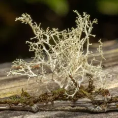 Frayed Ribbon Lichen thumbnail 1