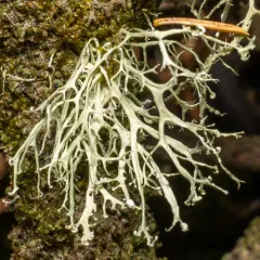 Powdery Twig Lichen thumbnail 3