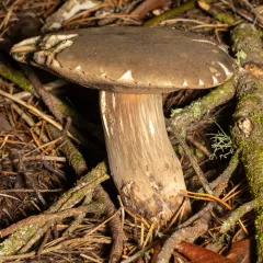 Dusky Bolete thumbnail 3