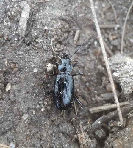 Nebria suturalis