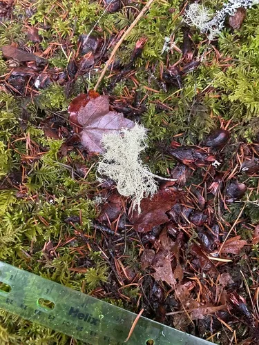 Nested beard lichen