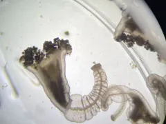 Manania atlantica thumbnail 3