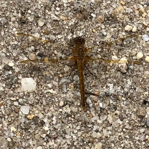 Saffron-winged Meadowhawk
