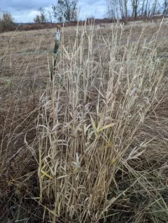 canary grass thumbnail 3