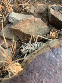 Variegated Shieldback thumbnail 3