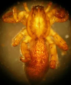 Anyphaena pacifica thumbnail 1