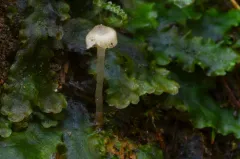 slender navel thumbnail 1