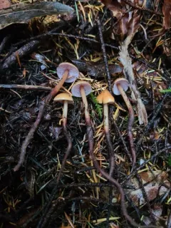 Phaeocollybia attenuata thumbnail 3