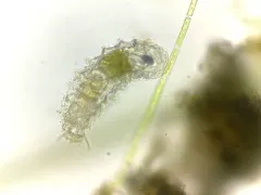 Taphrocampa selenura thumbnail 2