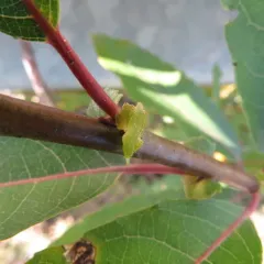 heart-leaved willow thumbnail 3