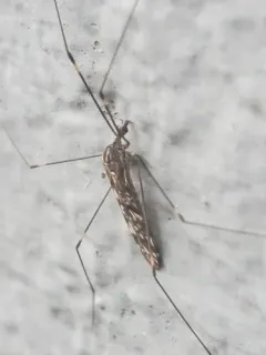 Dicranomyia simulans thumbnail 4